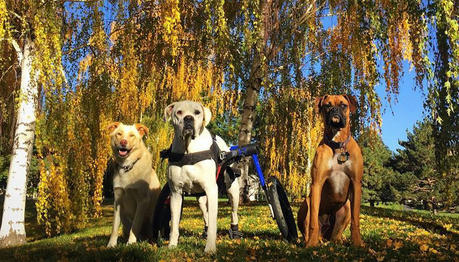 How to Keep Disabled Dogs Happy and Healthy? Here Are 7 Tips...