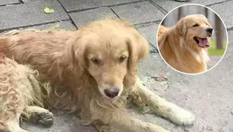 Under the Care of Love, This Skinny, Timid Stray Dog Transformed!