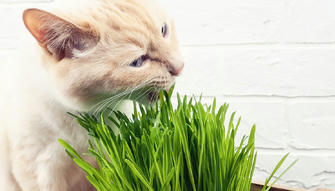 What Is Cat Grass? Everything You Need to Know