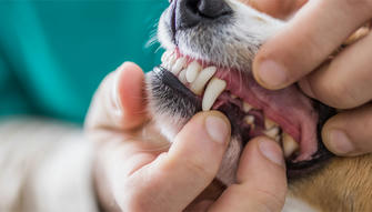 7 Common Signs That Your Pet Needs Dental Care