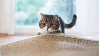 Why Is My Cat Licking the Carpet? 5 Vet-Reviewed Reasons