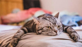 7 Telltale Signs of Boredom in Cats: Owners Must Pay Attention!