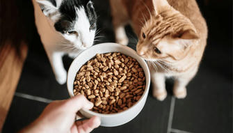 The 8 Tips for Choosing a Cat Food