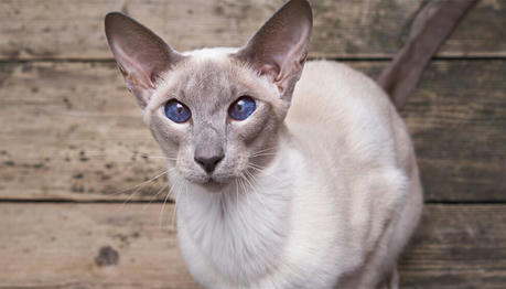 11 Long Nosed Cat Breeds (With Pictures)