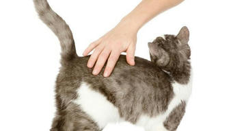 Why Do Cats Like to Be Patted on the Bum?