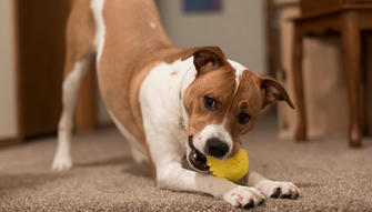 6 Eco-Friendly Dog Toys that Promote Sustainability Without Compromising Fun