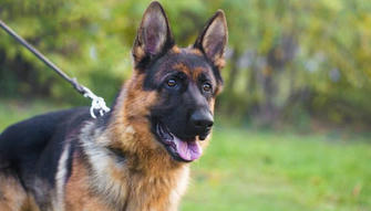 Top 10 Reasons to Recommend German Shepherds