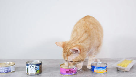 Can Cats Eat Canned Food Everyday?