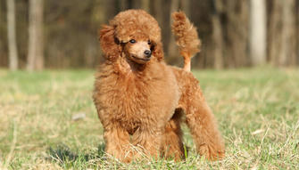 The World's Top 10 Dog Breeds With Low Shedding