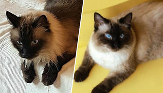 Meows and Memories: Stories of Tommy the Birman Cat