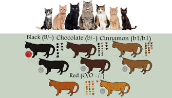 How Are Cat Coat Colors Formed by Gene?